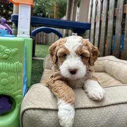 Bernedoodle, Poodle, and Saint Berdoodle Puppies from Myt fine doodles