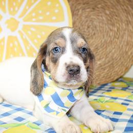 Duke - Blue tan and white male Basset Hound puppy in Antlers, Oklahoma from Rocking H