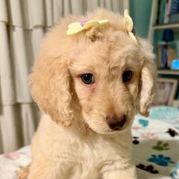 Wonder Woman - Cream female Goldendoodle puppy in Pensacola, Florida from Goldendoodles Love You in Pensacola Friend Edition