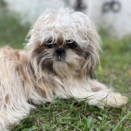 Shih Tzus from SuzyQs Shih Tzus