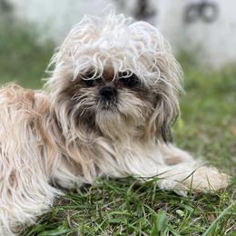 Shih Tzus from SuzyQs Shih Tzus