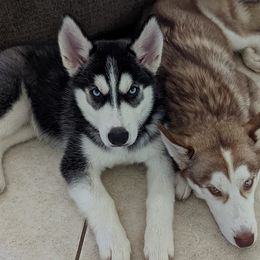 Siberian Huskies from Stephanie's Siberian Huskies
