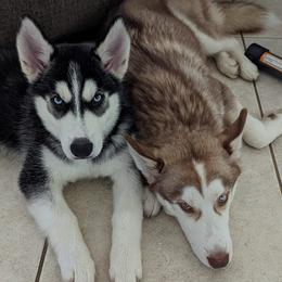 Siberian Huskies from Stephanie's Siberian Huskies
