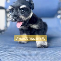 Miniature Schnauzer Puppies from Crown Schnauzers KC