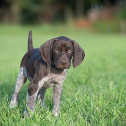 German Shorthaired Pointer and Vizsla Puppies from Nosam Kennels