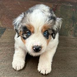 Meggy - Blue merle female Miniature Australian Shepherd puppy in Shingle Springs, California from Dream Dog Mini Aussies