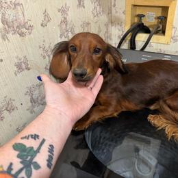 Freeway - Dachshund