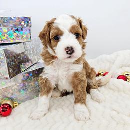 Ginger - Red female Bernedoodle puppy in Granton, Wisconsin from Rose River Farms