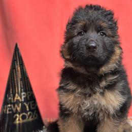 Waylon - Black and red male German Shepherd puppy in Iola, Wisconsin from Aus Hütehunde German Shepherds