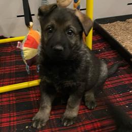 Purple collar - Sable female German Shepherd puppy in Pahrump, Nevada from Wachhund Kennels