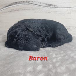 Baron (Red Collar) - Black male Goldendoodle puppy in Scurry, Texas from 07 Seven Oaks Goldens and Doodles