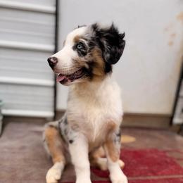 Red collar - Blue merle male Australian Shepherd puppy in Grand Saline, Texas from Murphy Ranch Australian Shepherds