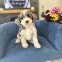 P I N E - Teddy Bear - G I R L - Merle female Yorkipoo puppy in Pleasant View, Utah from Anchor Dogs