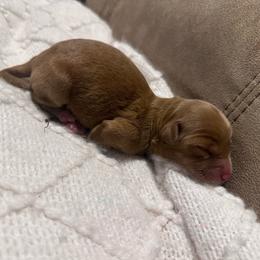Loyal - Red  female Goldendoodle puppy in Graham, North Carolina from Geise Meadow Doodles