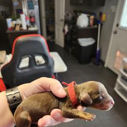 Boy 2 - Chocolate and tan male Dachshund puppy in Amarillo, Texas from Panhandle Dashing Doxies