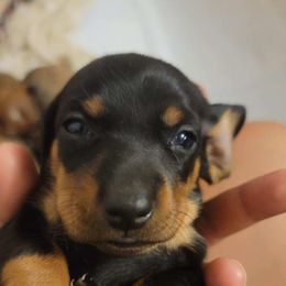 Dachshund Puppies from Three Ween Crew