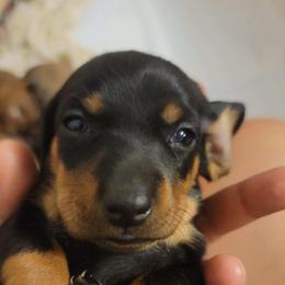Dachshund Puppies from Three Ween Crew