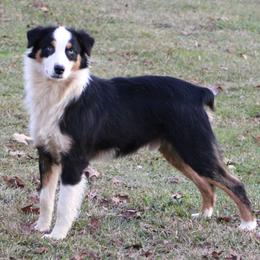 Costa - Black Tri Male - Blue Eyes - Black tri-color male Australian Shepherd puppy in Northport, Alabama from Sipsey River Australian Shepherds