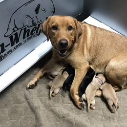 Girl 2 - Labrador Retriever puppy in Menomonee Falls, Wisconsin from Steppinstone Dog Training and Labradors/BC’s