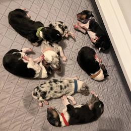 Collie puppies from A/K Rough Collies