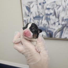 Knight - White and black male Pembroke Welsh Corgi puppy in Tomball, Texas from Larsen Loved Corgis