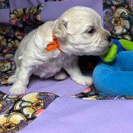 Kody - Apricot male Maltipoo puppy in Clover, South Carolina from Cudi’s Buddies