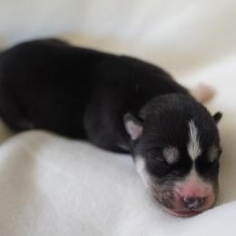 Black and white male - Black and white male Siberian Husky puppy in Wiscasset, Maine from Running with Huskies