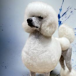 Stellar - Poodle