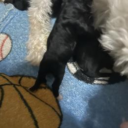 Boy 2 - Black & white male Maltipoo puppy in Clover, South Carolina from Cudi’s Buddies