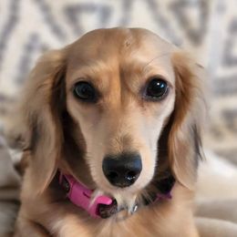 Scarlet - Dachshund