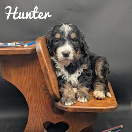 Hunter - Tri-color male Bernedoodle puppy in Lancaster, Minnesota from Richardville Hunde