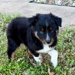 Mitch - Black tri-color male Australian Shepherd puppy in Mount Vernon, Texas from RJ's Aussie Posse