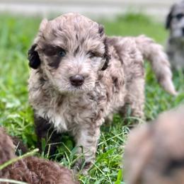 Osborne - Chocolate male Assorted Doodle Crosses puppy in Kansas City, Missouri from Beary GoldenDoodles