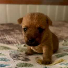 Kezia - Wheaten brindle female Cairn Terrier puppy in Wytheville, Virginia from Shining Waters Farm