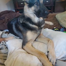German Shepherd Puppies from Sandy’s Shepherds