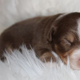 Australian Shepherds from Cassie’s Aussies