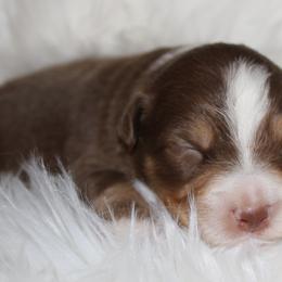 Australian Shepherds from Cassie’s Aussies
