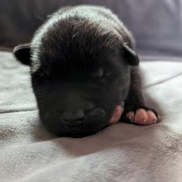 AKC Koda - Black male Akita puppy in Tombstone, Arizona from WeVolution Off-Grid