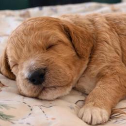 Rex - Red  male Goldendoodle puppy in Covington, Louisiana from MyKy Puppies
