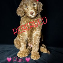 Double Doodle and Goldendoodle Puppies from Patterson Doodles