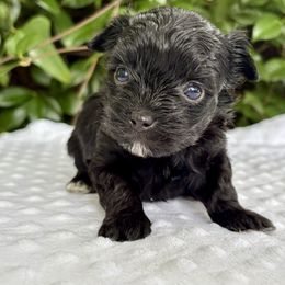 Timmy - Black and gold male Yorkshire Terrier puppy in Bunnell, Florida from Royal Biewer and Royal Aussies