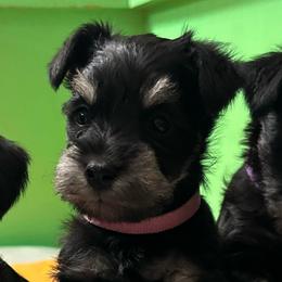 Lily - Black and silver female Miniature Schnauzer puppy in Woodburn, Kentucky from Southern Kentucky Schnauzers