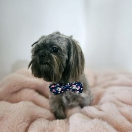 Rye - Shih Tzu