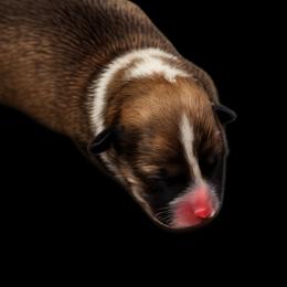Sable boy - Sable male Pembroke Welsh Corgi puppy in Purcellville, Virginia from Rhone River Farm Pembroke Welsh Corgis