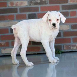 White Boy - White male Boxer puppy in Red Boiling Springs, Tennessee from Silver Rain