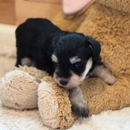 Chili - Black and silver female Miniature Schnauzer puppy in Auburn, Georgia from Very Special Mini Schnauzers