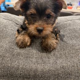 Boy 1 - Black and tan male Yorkshire Terrier puppy in Compton, California from Suzane's Yorkshire Terriers