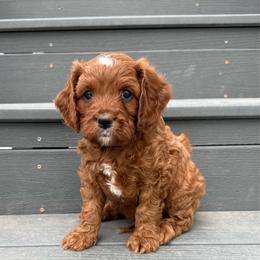Gunner - Apricot male Cavapoo puppy in Pasco, Washington from Columbia Basin Puppies
