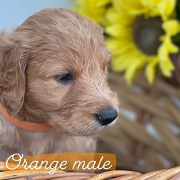 Border Collie and Goldendoodle Puppies from That’s My Doodle