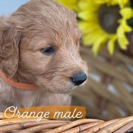 Border Collie and Goldendoodle Puppies from That’s My Doodle